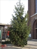 HGV-Weihnachtsbaum2011 017