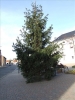 HGV-Weihnachtsbaum2011 032