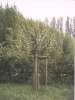 Obstbaumpflege2002 007