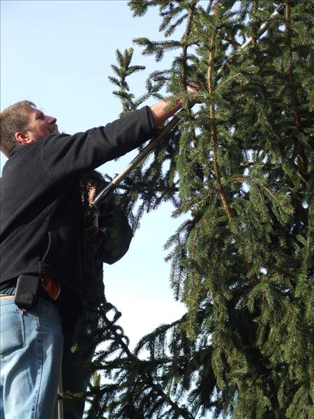 HGV-Weihnachtsbaum2011 027