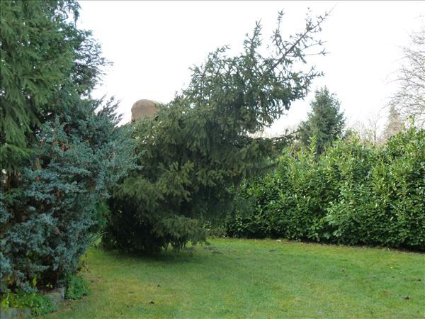 HGV-Weihnachtsbaum2011 041