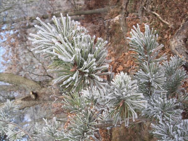 Adventwanderung2004 027