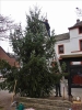 Weihnachtsbaum2014 015
