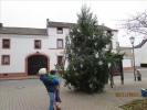 Weihnachtsbaum2014 019