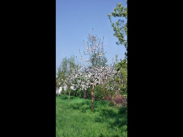 Baumbluete2013 005