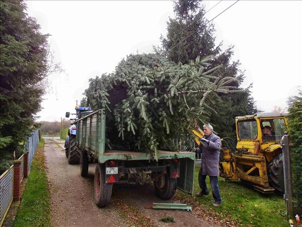 Weihnachtsbaum2014 008