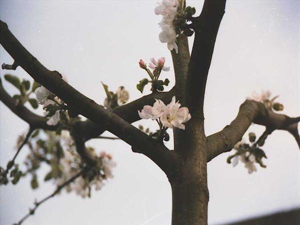 Obstbaumpflege2002 003