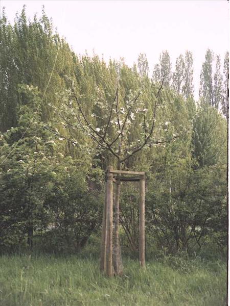 Obstbaumpflege2002 007